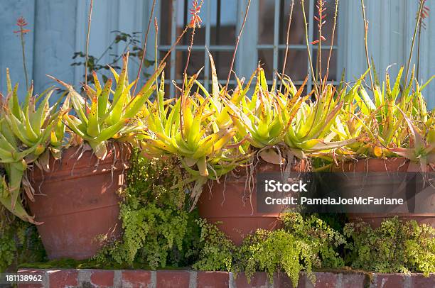 Foto de Aloe Plantas Em Vasos De Terracota e mais fotos de stock de Adiantum Pedantum - Adiantum Pedantum, Ajardinado, Babosa - Suculenta
