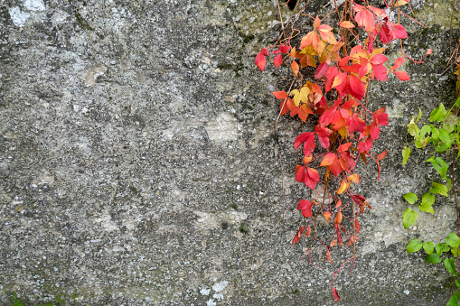 Gray ancient brick wall covered with green and red grapes, ivy leaves  Natural background. Copy space