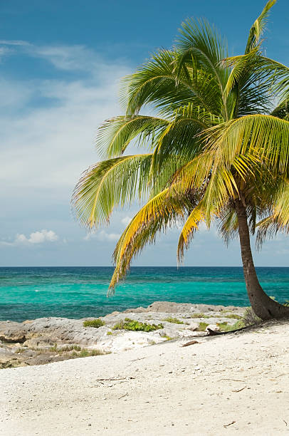 Palm tree beach stock photo