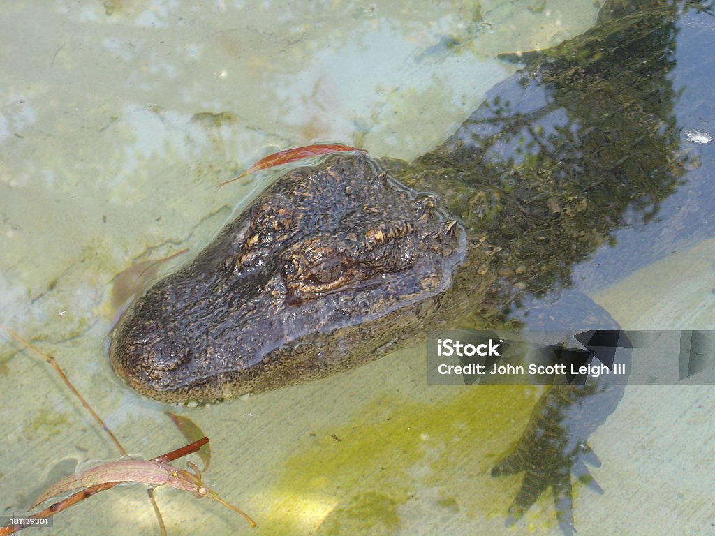 Bebé en la piscina de cocodrilo grande - Foto de stock de Agua libre de derechos