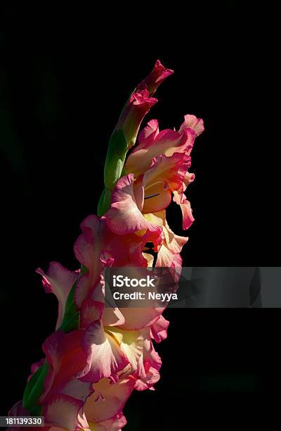 Gladiola Stock Photo - Download Image Now - Black Background, British Culture, Color Image
