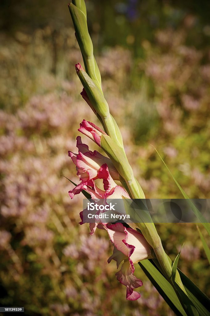 Gladiola - Foto de stock de Aire libre libre de derechos