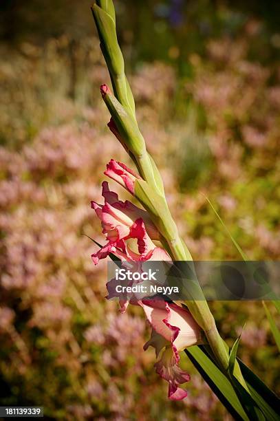 Gladiola Foto de stock y más banco de imágenes de Aire libre - Aire libre, Ajardinado, Cabeza de flor