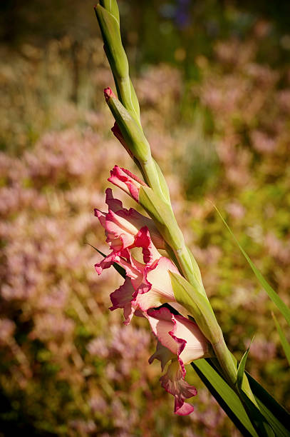 gladiola - gladiolus flower floral pattern single flower photos et images de collection