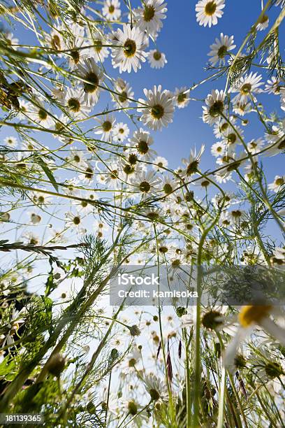 Photo libre de droit de Magnifique Marguerites Contre Le Ciel Bleu Avec Photo banque d'images et plus d'images libres de droit de Anthémis