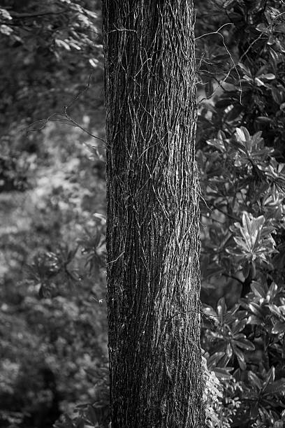 istock trees covered with vines in woods 181139375