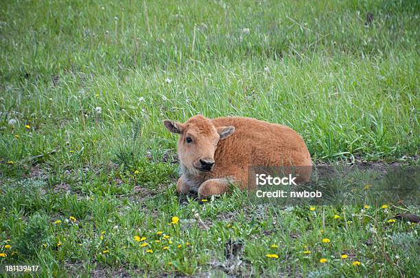 신생아 버팔로 또는 바이슨 캘프 0명에 대한 스톡 사진 및 기타 이미지 - 0명, 갈색, 갓 태어난 동물