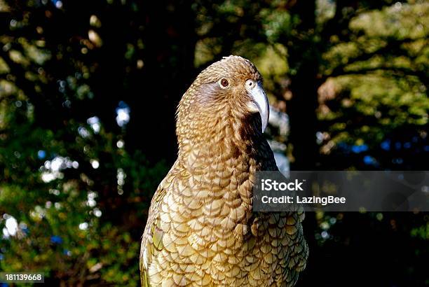 Kea Nuova Zelanda Messi In Pericolo Alpine Pappagallo - Fotografie stock e altre immagini di Animale