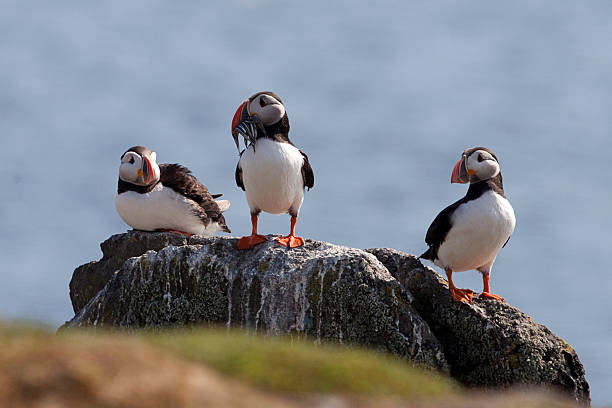istock Three Puffins on the Isle of May, Scotland 181139712