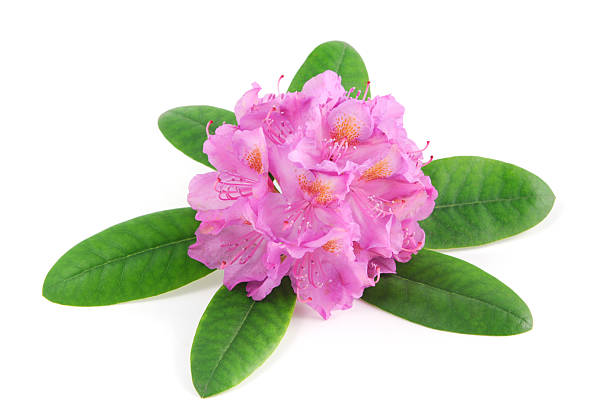 istock isolated pink purple Rhododendron on white background 181139871