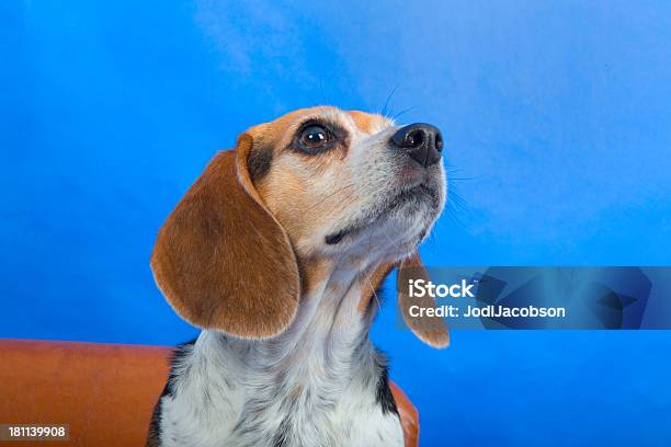 Vista Lateral De Um Cão Beagle - Fotografias de stock e mais imagens de Animal - Animal, Animal de Estimação, Azul