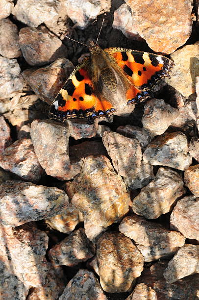 istock Small Tortoiseshell Butterfly, U.K. 181140235