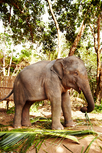an elephant who wants to enter the cage at the Indonesian zoo.