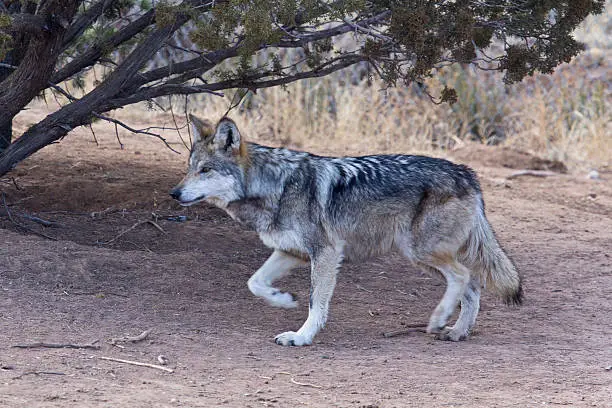 A beautiful male Mexican Gray Wolf walks in a wildlife refuge.