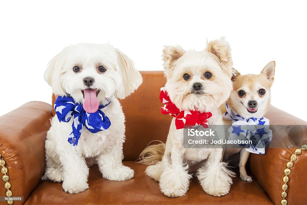 Adorables perros Patriótica estadounidense - Foto de stock de Animal libre de derechos