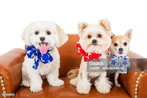 Adorables Perros Patriótica Estadounidense Foto de stock y más banco de imágenes de Animal - Animal, Animal doméstico, Azul