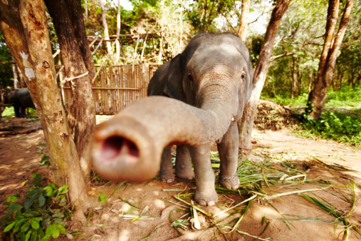 A young elephant reaching towards the camera with his trunk