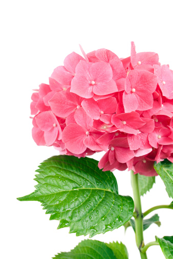 Pink hydrangea , studio isolated on a white background. Shallow depth of field.
