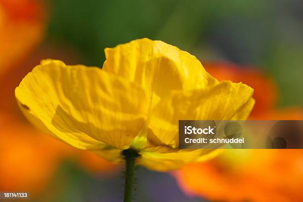 Amarelo Papoilaornamental No Balcãoluz - Fotografias de stock e mais imagens de Amarelo - Amarelo, Botânica - Ciência de plantas, Cabeça de Flor