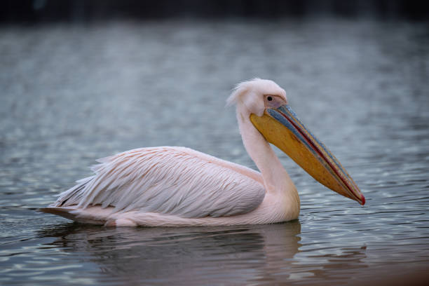 istock Great white pelican crosses lake in profile 1811411867