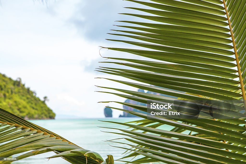 Palmleaf with sea background Blue Stock Photo