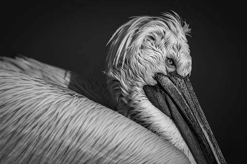 Mono close-up of pelican on blue lake