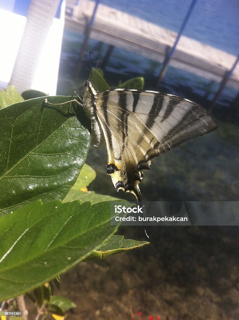 나비 on 잎, 클로즈업, 터키 - 로열티 프리 0명 스톡 사진