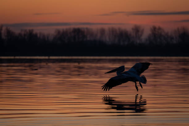 istock Pelican crosses lake at dawn with reflection 1811414111