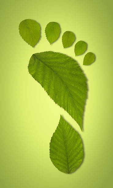 istock Carbon footprint concept green leaves on gradient background 181141522