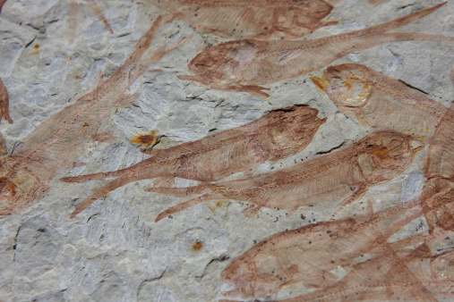 Fossil fish mortality bed. lycoptera davidi probably killed in a volcanic eruption.