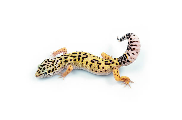 gecko on white tokay gecko stock pictures, royalty-free photos & images