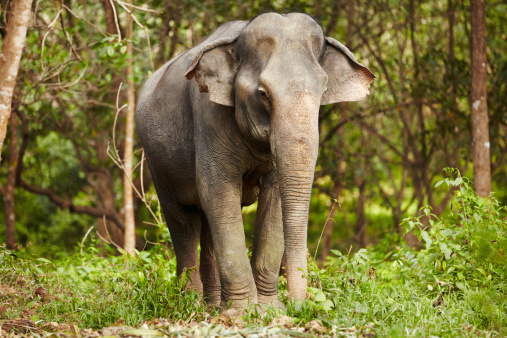 Full-length image of an Asian elephant standing in the forest