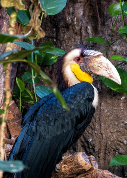 istock Wreathed Hornbill (Rhyticeros undulatus) in its Natural Glory 1811418282