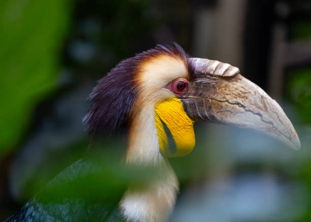 istock Wreathed Hornbill (Rhyticeros undulatus) in its Natural Glory 1811418285