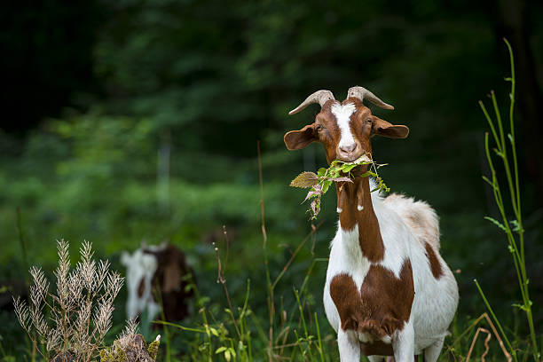 Goat Portrait of goat on a meadow. goat photos stock pictures, royalty-free photos & images