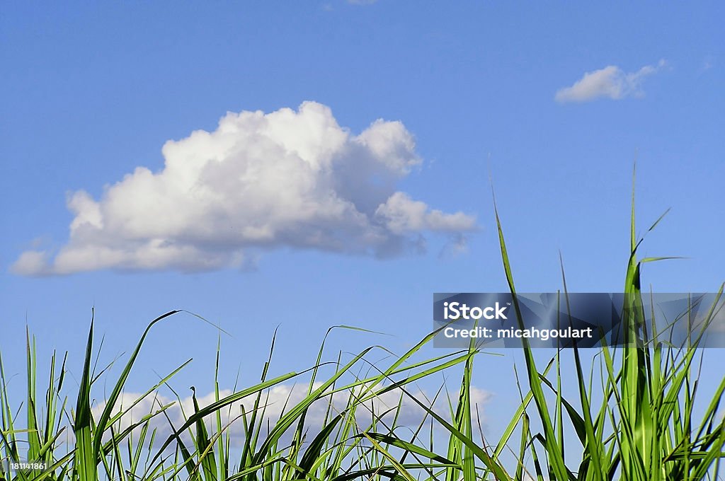 Herbe et ciel - Photo de Bleu libre de droits