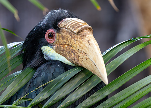 Witness the majesty of a Wreathed Hornbill (Rhyticeros undulatus) in its natural habitat. Originating from Southeast Asia, this magnificent bird captivates with its distinctive casque and vibrant plumage.