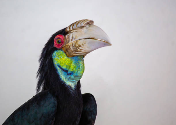 Witness the majesty of a Wreathed Hornbill (Rhyticeros undulatus) in its natural habitat. Originating from Southeast Asia, this magnificent bird captivates with its distinctive casque and vibrant plumage.