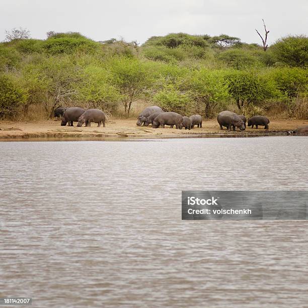 번치 Of 중유럽식 하마 0명에 대한 스톡 사진 및 기타 이미지 - 0명, 가축떼, 남아프리카공화국