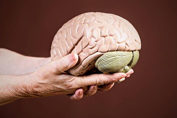 istock Wisdom or Alzheimers? Wrinkled old hands hold model brain 181142078