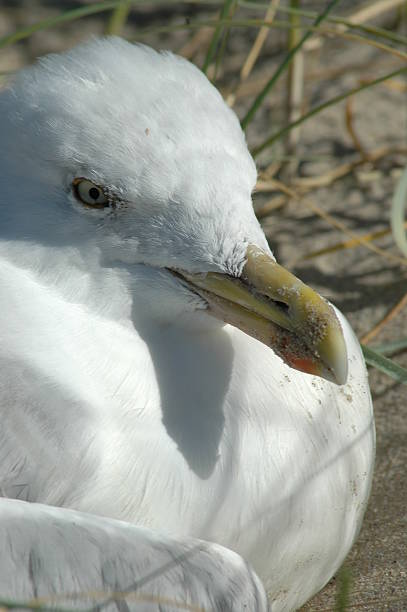 Seagull stock photo