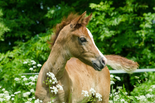 Asil Arabian mare (Asil means - this arabian horses are of pure egyptian descent) and her foal - about 14 days old
