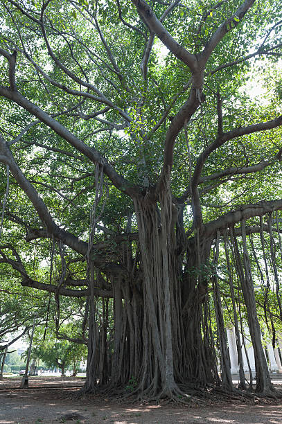 istock very large and old ficus tree in downtown havana, cuba 181142345