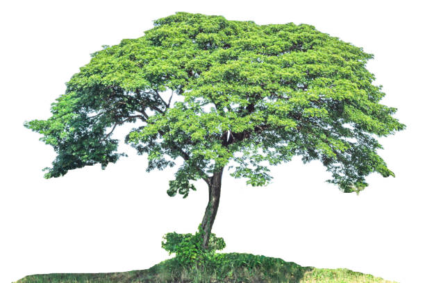 istock Image of a tree, in nature, Die cut, white background, isolated 1811424092