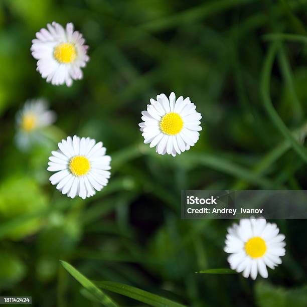 Flores Foto de stock y más banco de imágenes de Aire libre - Aire libre, Amarillo - Color, Blanco - Color