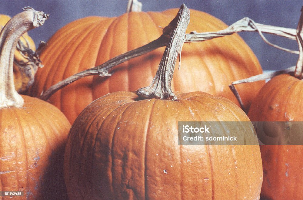 Big Pumpkins Pumpkin still life. Autumn Stock Photo