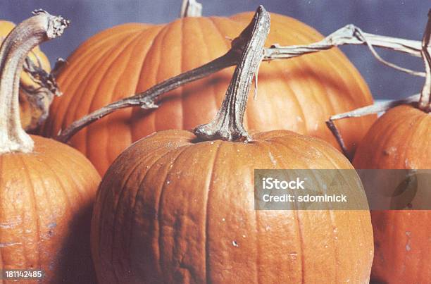 Big Pumpkins Stock Photo - Download Image Now - Autumn, Bunch, Celebration Event