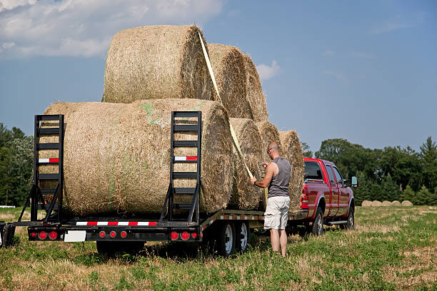 istock Man Strapping Down Hay Bales on Trailer 181142516