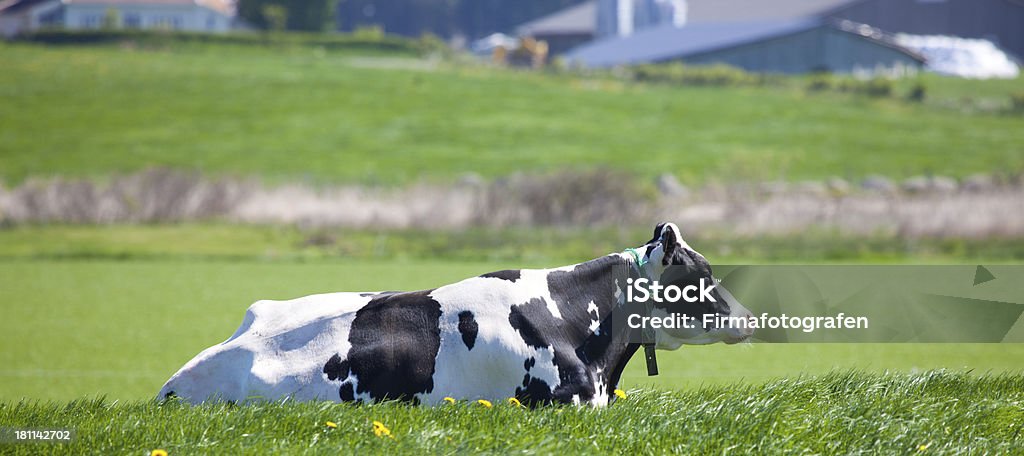 De vache - Photo de Vache laitière libre de droits