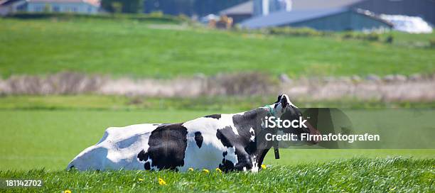 Photo libre de droit de De Vache banque d'images et plus d'images libres de droit de Vache laitière - Vache laitière, Agriculture, Animaux domestiques